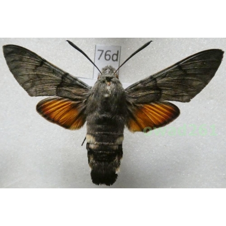 Macroglossum stellatarum (Linnaeus, 1758) ex. ovo Poland76d